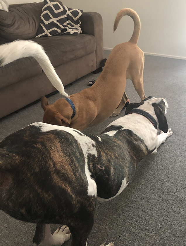 Dash and Loa bowing